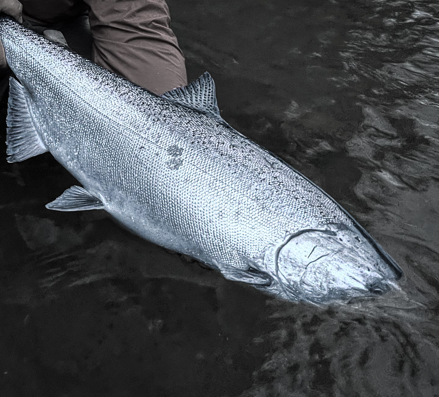 Photo courtesy of Bentley's Fishing Adventures. Matt Bentley of Bentley's Fishing Adventures with a Chinook Salmon.