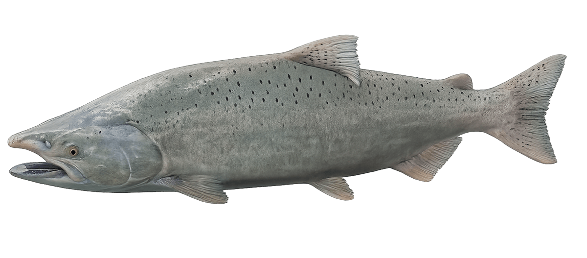Chinook Salmon